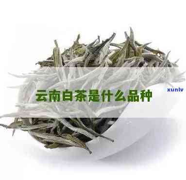 云南野生白茶的特点：种类与特性解析