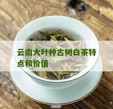 云南大叶种白茶特点-云南大叶种白茶特点是什么