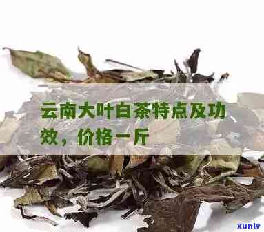 云南大叶种白茶特点-云南大叶种白茶特点是什么