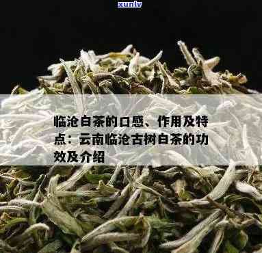 云南古树白茶的特点-云南古树白茶的特点及功效