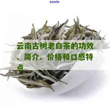 云南古树白茶的特点-云南古树白茶的特点及功效