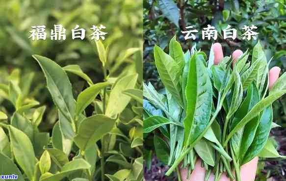 福鼎白茶和云南白茶的区别，《探究不同地域韵味：福鼎白茶与云南白茶的差异》