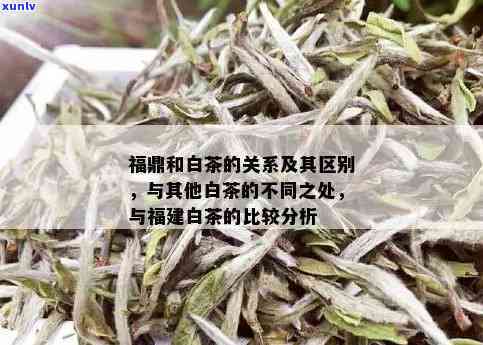 福鼎白茶和云南白茶的区别，《探究不同地域韵味：福鼎白茶与云南白茶的差异》