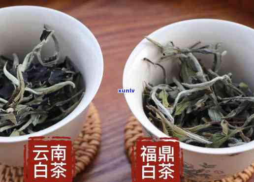 福鼎白茶和云南白茶-福鼎白茶和云南白茶的区别?