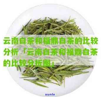 福鼎白茶和云南白茶-福鼎白茶和云南白茶的区别?