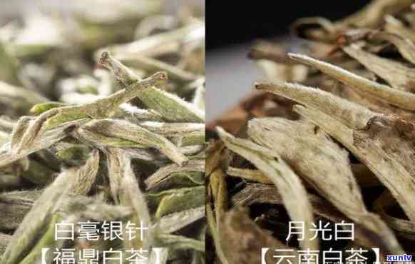 福鼎白茶和云南白茶-福鼎白茶和云南白茶的区别?