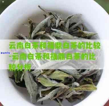 云南白茶和福鼎白茶哪个好喝，云南白茶VS福鼎白茶：口感大比拼，你更喜欢哪一款？