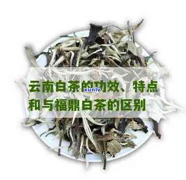 云南白茶和福鼎白茶-云南白茶和福鼎白茶的区别