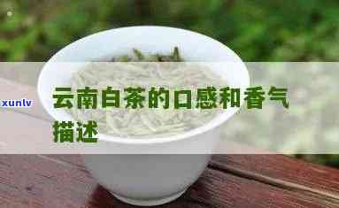 探究云南南糯山白茶的味道：从口感到品质全面解析