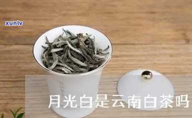 云南大白茶和月光白-云南大白茶和月光白茶哪个好