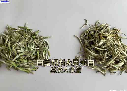 白毫银针月光白，品味白毫银针与月光白：两种茶叶的比较与鉴