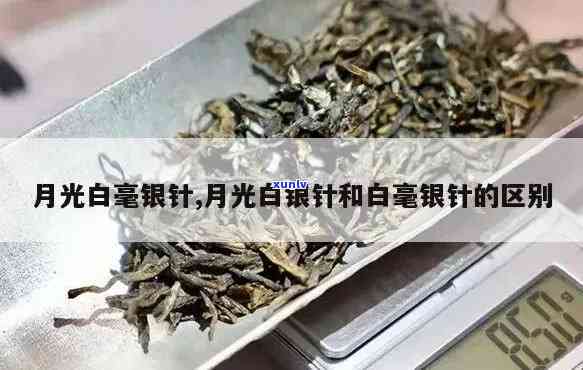 白毫银针月光白，品味白毫银针与月光白：两种茶叶的比较与鉴