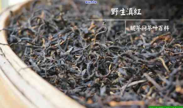 滇江茶红茶：品质、价格全解析