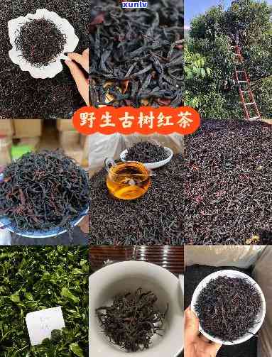 古树红茶在云南哪里-古树红茶在云南哪里生产