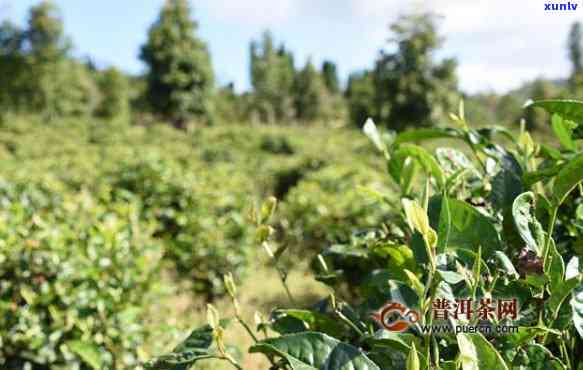 云南凤庆红茶哪个村最出名？探究其产地与知名