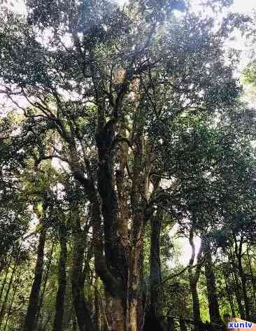 云南大雪山古树红茶，探寻云南大雪山：品味古树红茶的韵味与历