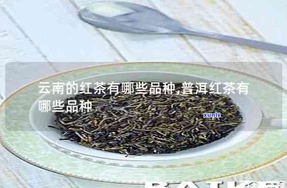 云南真红是哪种红茶-云南真红是哪种红茶品种