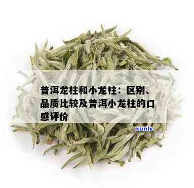 大益大小龙柱的区别-大益大龙柱和小龙柱区别