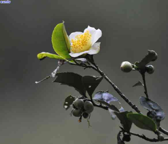 云南茶花大红袍图片-云南茶花大红袍图片大全