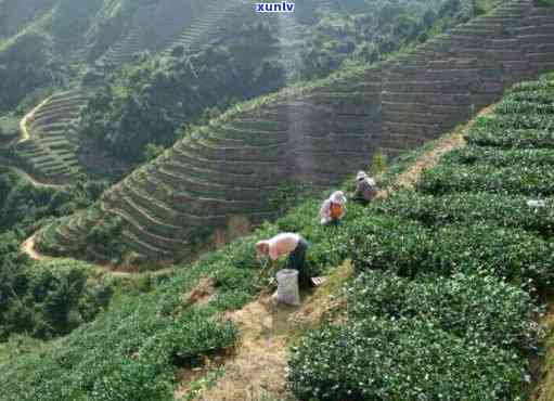 银盘山茶厂：专业生产优质茶叶，欢迎光临安溪银盘山茶！