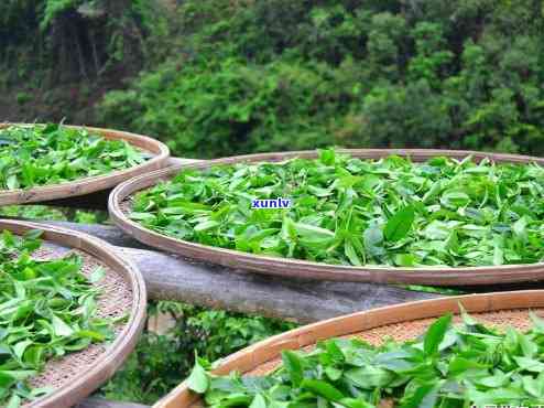 南岛河茶叶，探索南岛河：揭秘独特的茶叶文化与美味口感