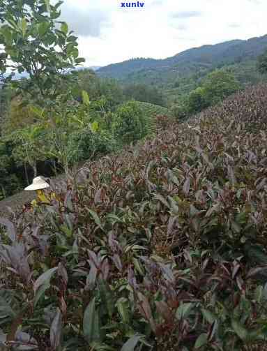 翡翠貔貅吊坠搭配挂绳的推荐选择及注意事项