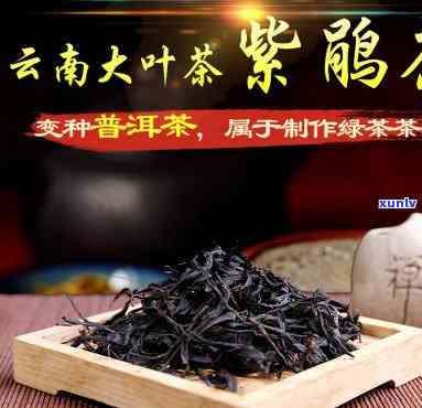 云南紫娟茶厂在哪里-云南紫娟茶厂在哪里啊