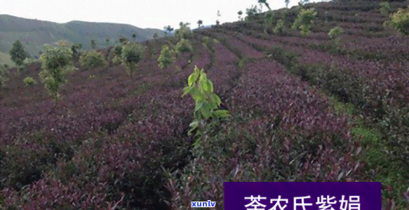 云南紫娟茶厂在哪里-云南紫娟茶厂在哪里啊