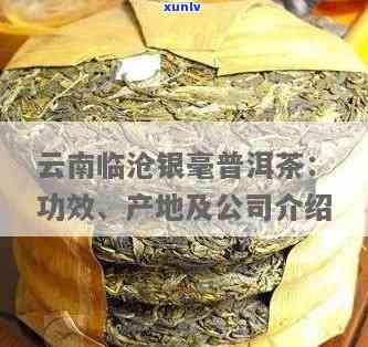 云南临沧银毫普洱茶的功效：探究云南临沧市银毫的真实身份与云南临沧银毫茶业的关系