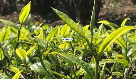 云南勐海茶树王茶厂地址，探索云南勐海茶树王茶厂的神秘之地