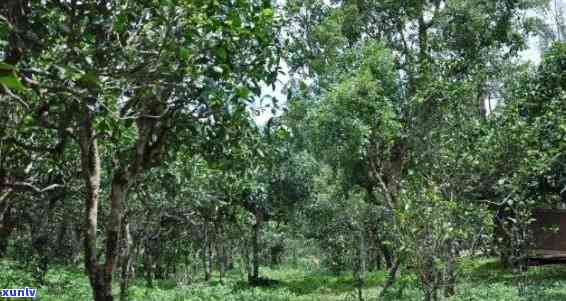 云南勐统大印山茶厂简介地址，探寻云南勐统大印山茶厂：地址与简介一览