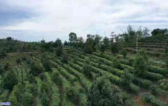 勐海群茶厂田，探秘云南勐海群茶厂田，领略独特茶文化