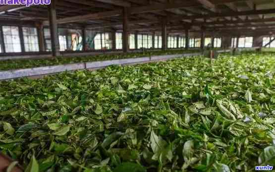 云南凤庆香竹箐茶厂 *** ，寻找好工作？云南凤庆香竹箐茶厂诚邀您的加入！