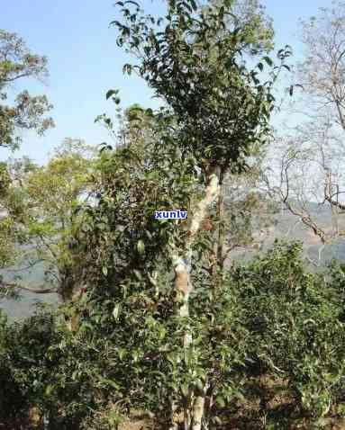 云南永德县大明茶厂地址，探寻云南永德县大明茶厂的神秘地址