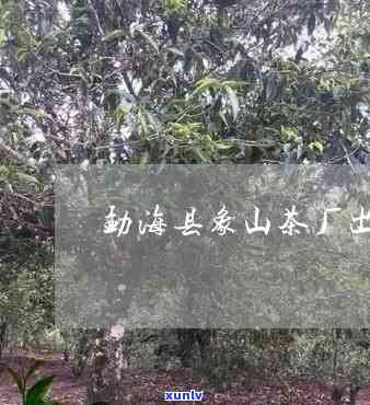 云南勐海县象山茶厂-云南勐海县象山茶厂地址