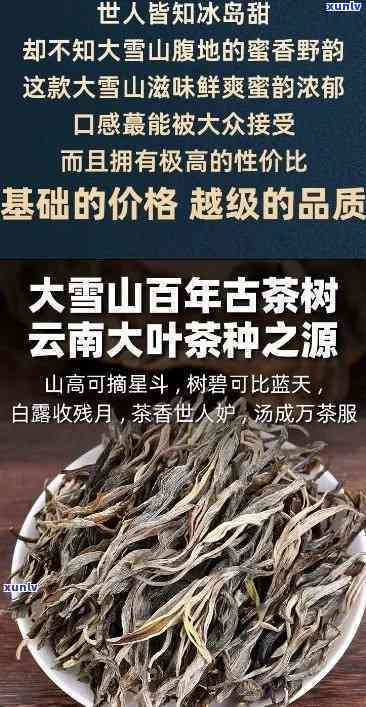 云南茶叶老班章：市场价格、普洱茶与熟茶比较