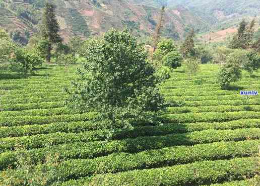 云南品香园生态茶厂-云南品香园生态茶厂地址