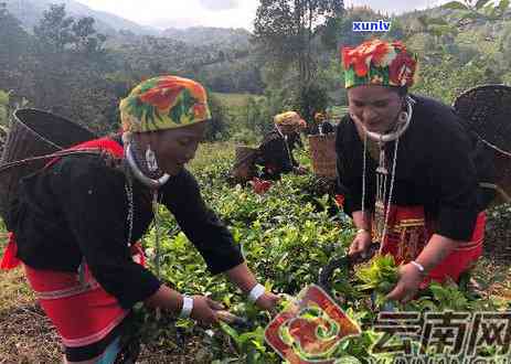 云南沧源的茶厂是哪个？探究当地顶级茶厂