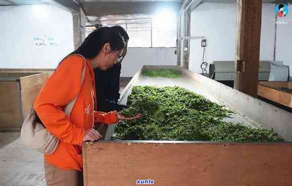 沧源县茶厂，探索云南沧源县茶厂：历、文化和传统制茶工艺