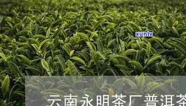 云南凤庆县永明茶厂-云南凤庆县永明茶厂简介