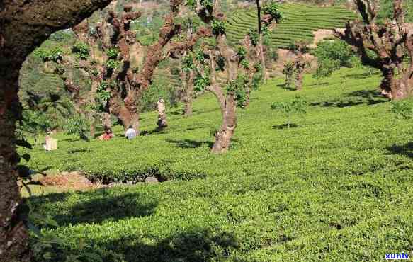 瑞丽市里山茶业，探索云南之美：瑞丽市里山茶业的传奇故事