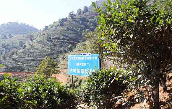 云南瑞丽里山茶厂-瑞丽市里山茶业