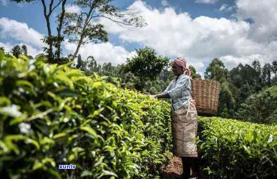 勐海茶叶，探寻云南勐海的茶文化：合一的茶叶传奇