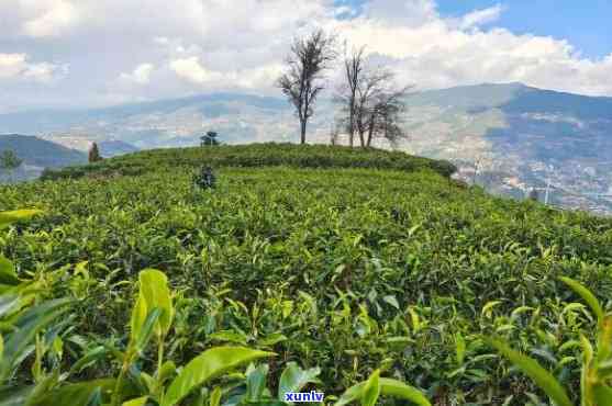 临翔区玉带河茶厂，探索临翔区玉带河茶厂：高品质茶叶的诞生地