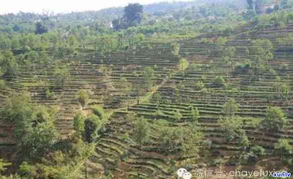 云南凤庆县龙泉茶厂-云南凤庆县龙泉茶厂何时改名