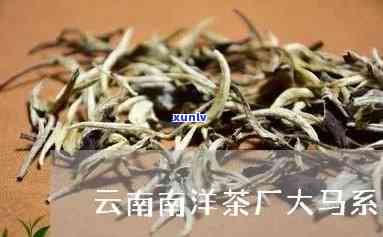 云南南洋茶厂大马茶价格，云南南洋茶厂大马茶：探寻其独特价格魅力