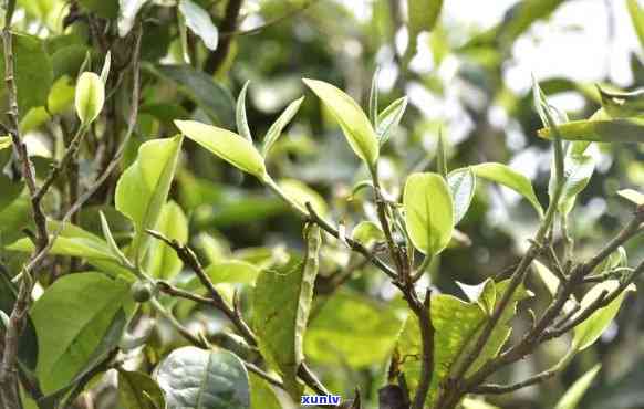 磨烈古树茶什么价位-磨烈古树茶价格