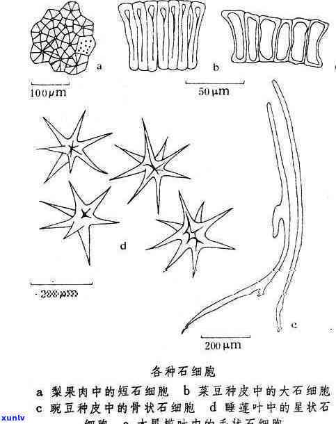 八角石的作用：揭示其功效与用途