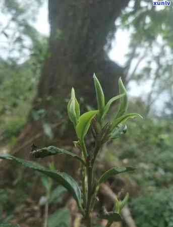 明前古树茶什么价格-明前古树茶是什么茶