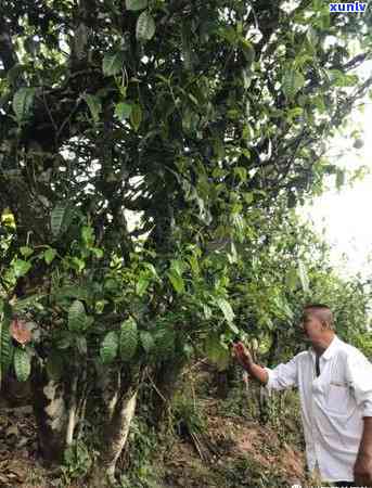 哀牢山古树茶多少钱-哀牢山古树茶多少钱一斤